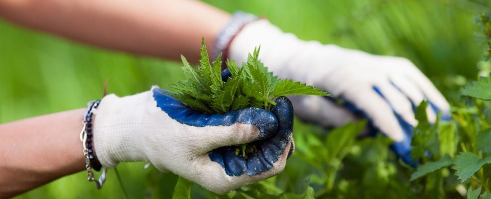 Alla Riscoperta Dell Ortica Come Usarla In Cucina Sale Pepe