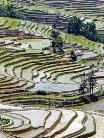 Risaie a terrazza Honghe Hani, provincia dello Yunnan in Cina, Patrimonio Mondiale dell'UNESCO dal 2013