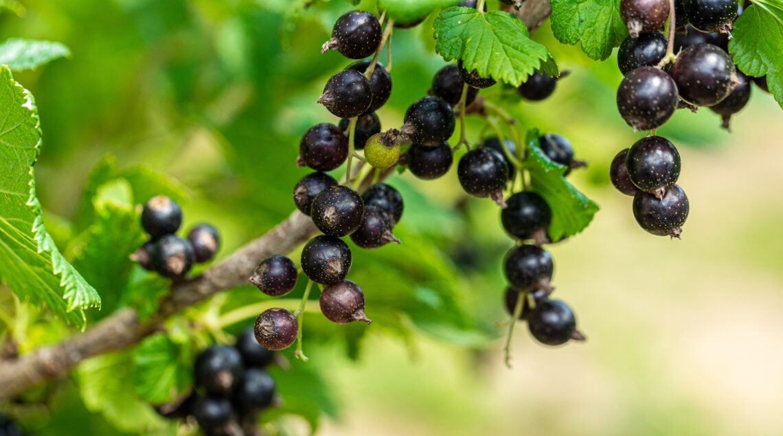 CASSIS - RIBES NERO