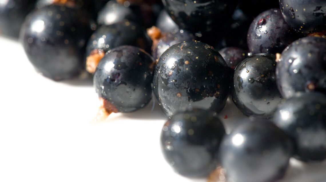 CASSIS - RIBES NERO