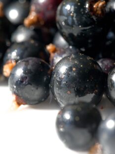 CASSIS - RIBES NERO