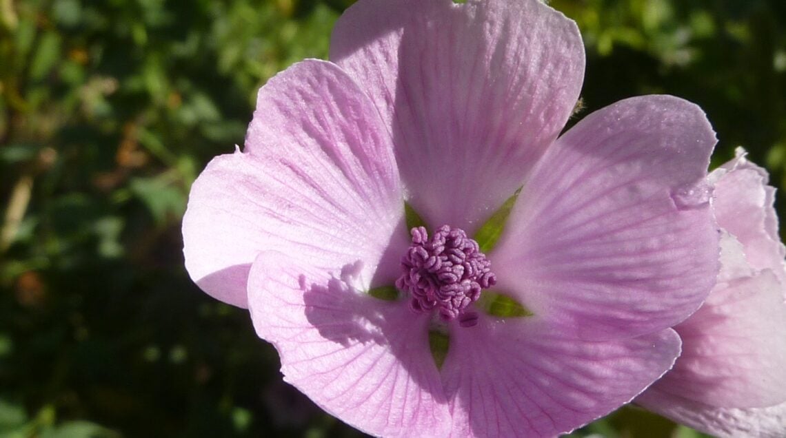 Althaea_officinalis_'Marsh_Mallow'_(Malvaceae)_flower